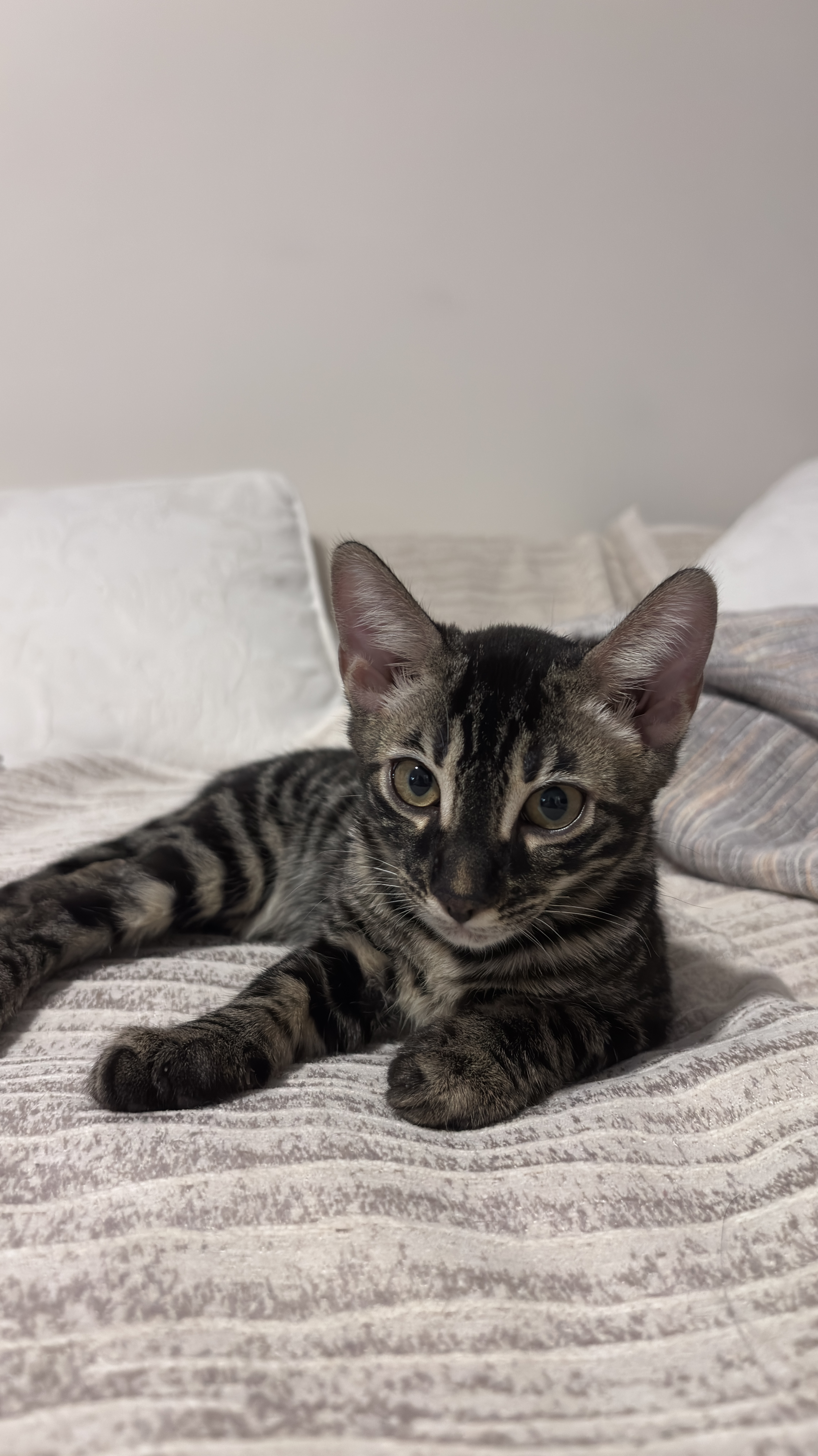 Dante - Bengal