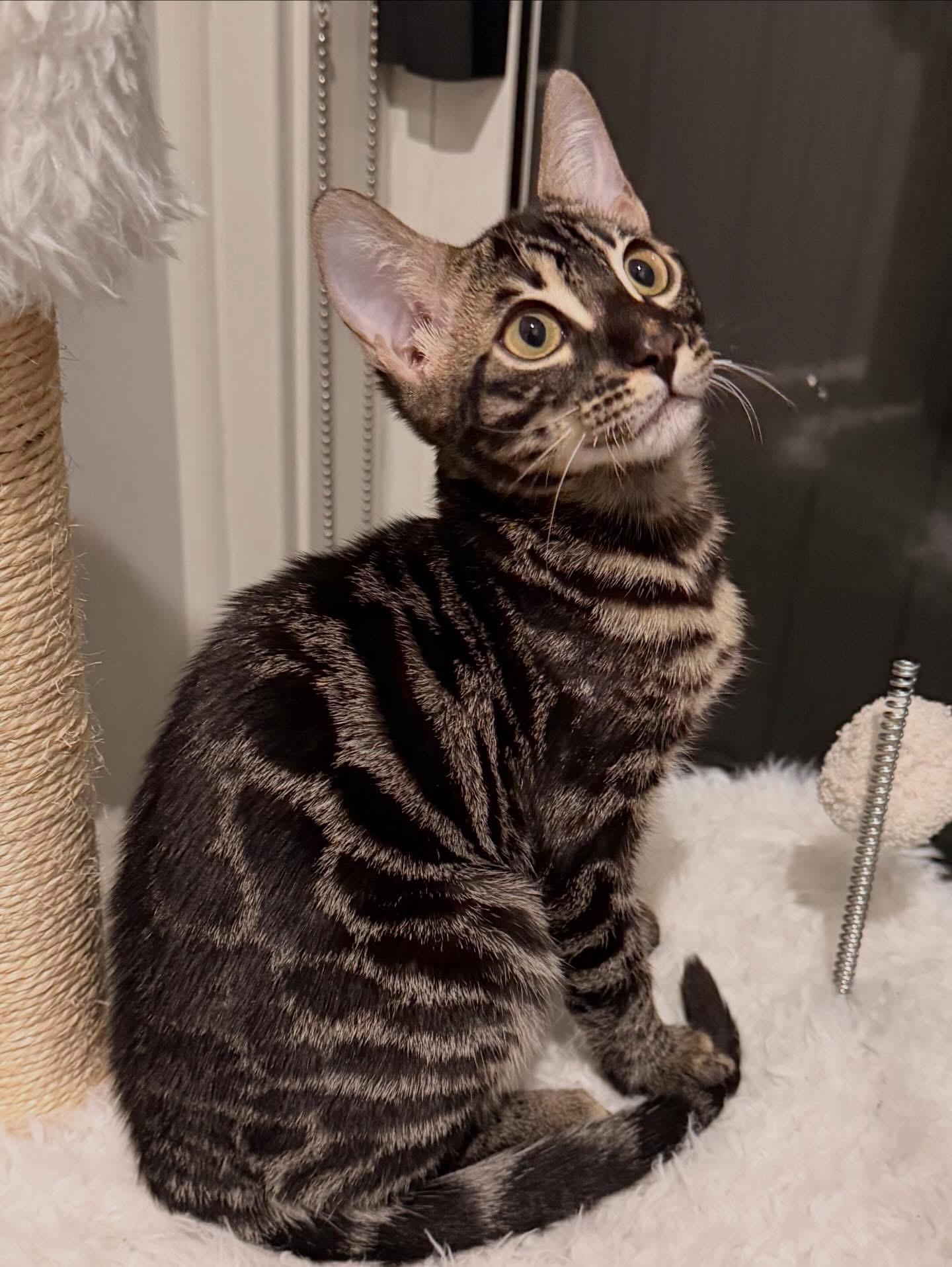 Dante - Bengal