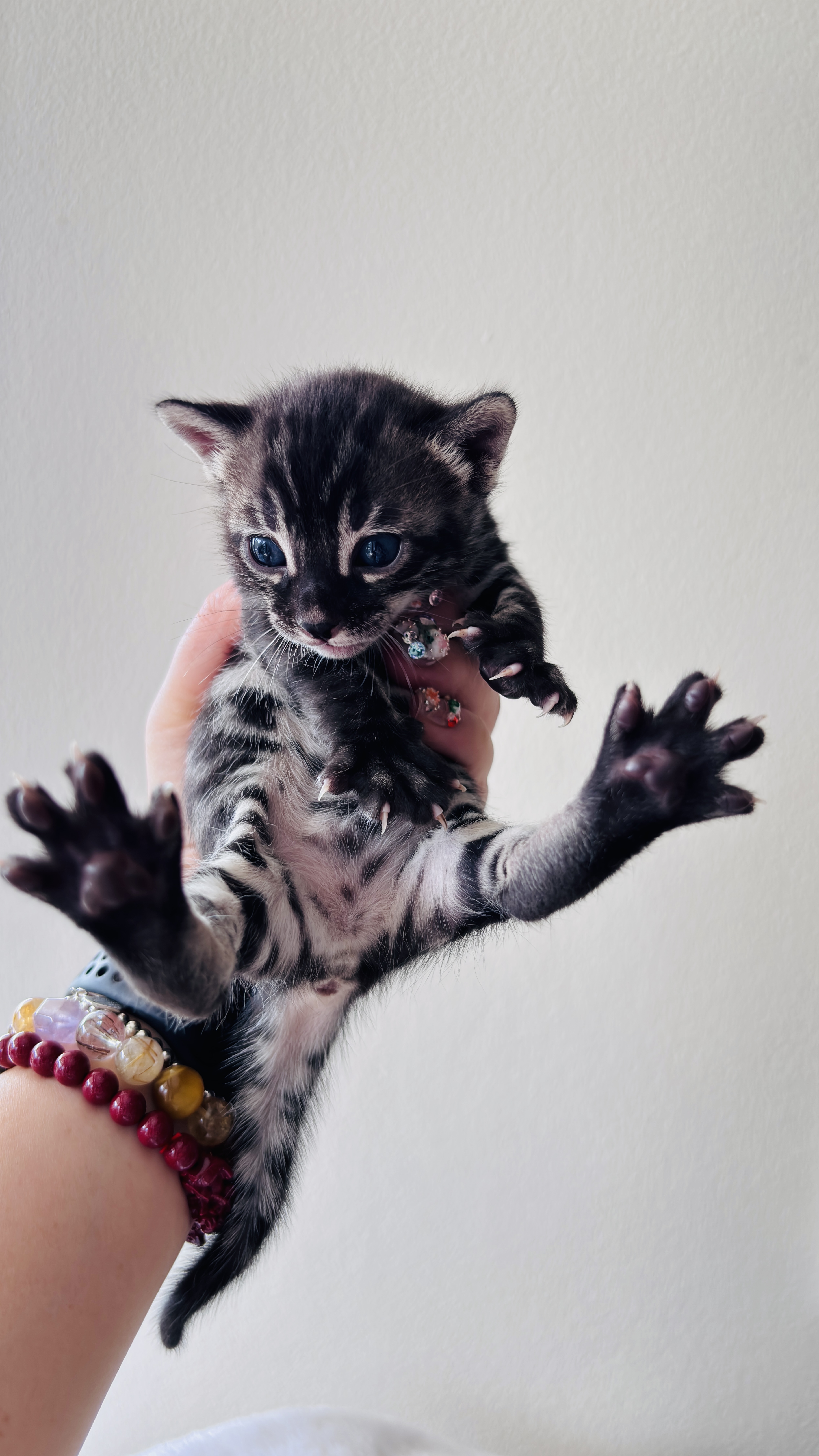 Venice - Brown charcoal bengal, spotted