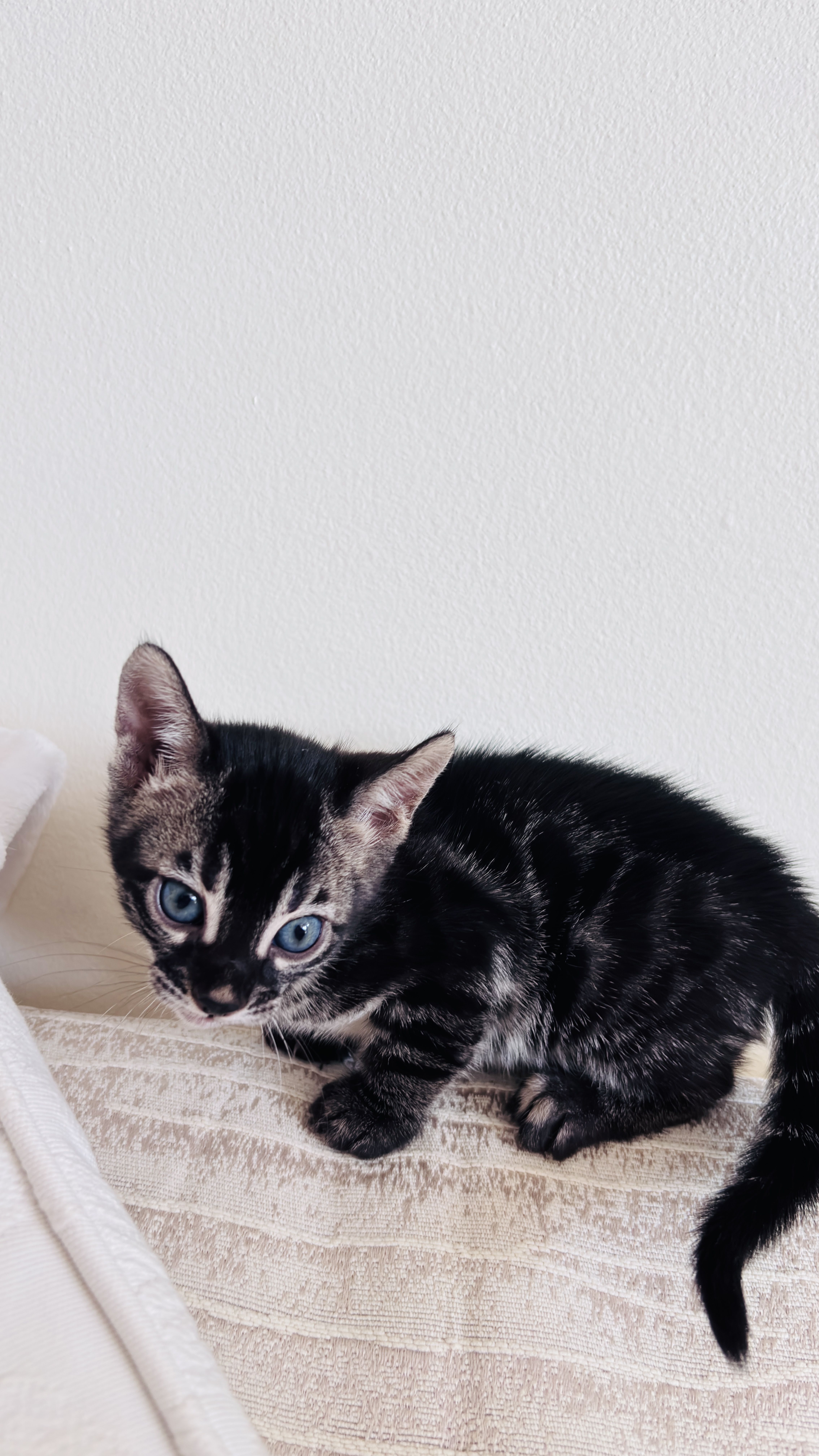 Venice - Brown charcoal bengal, spotted