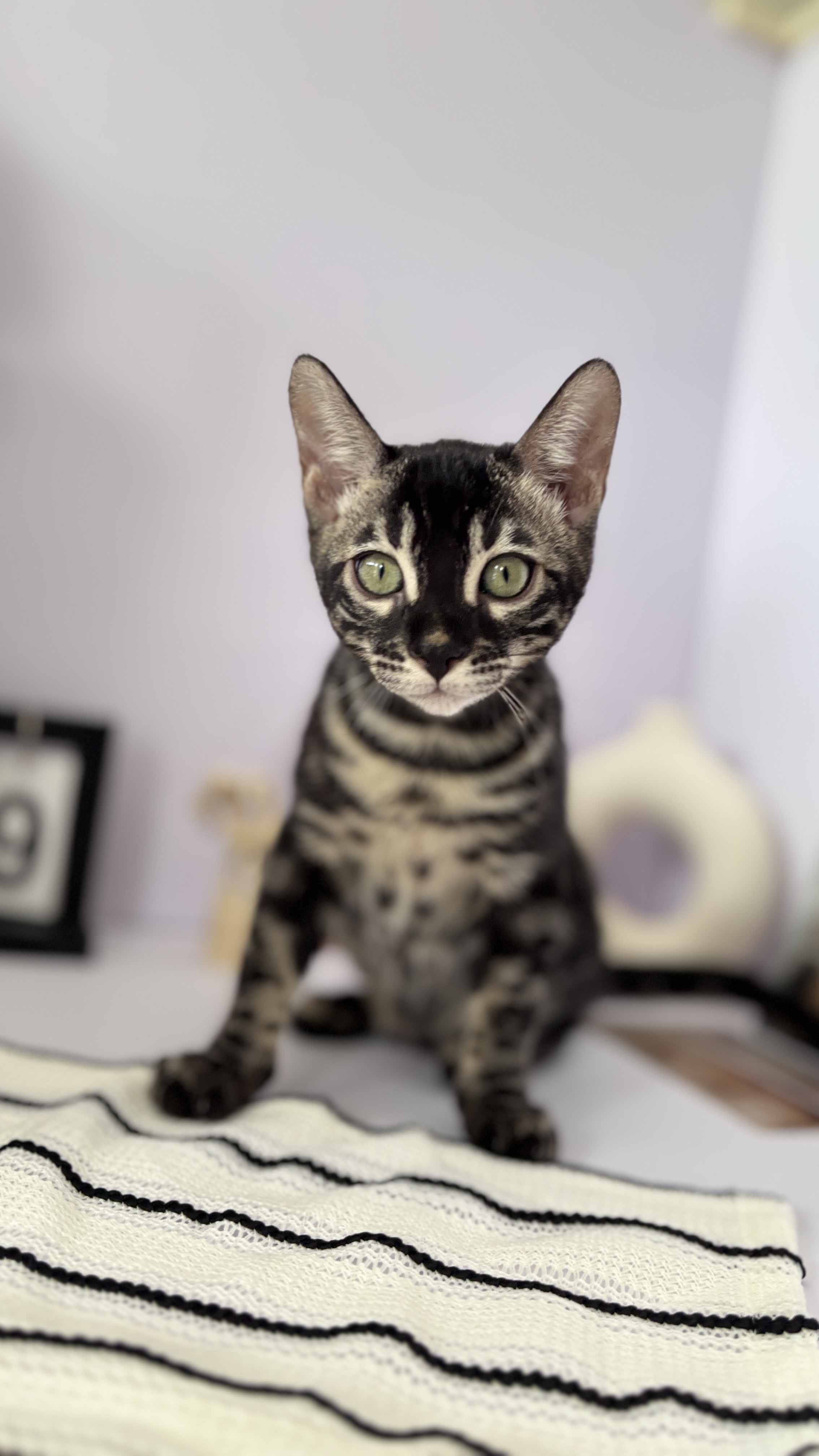 Venice - Brown charcoal bengal, spotted