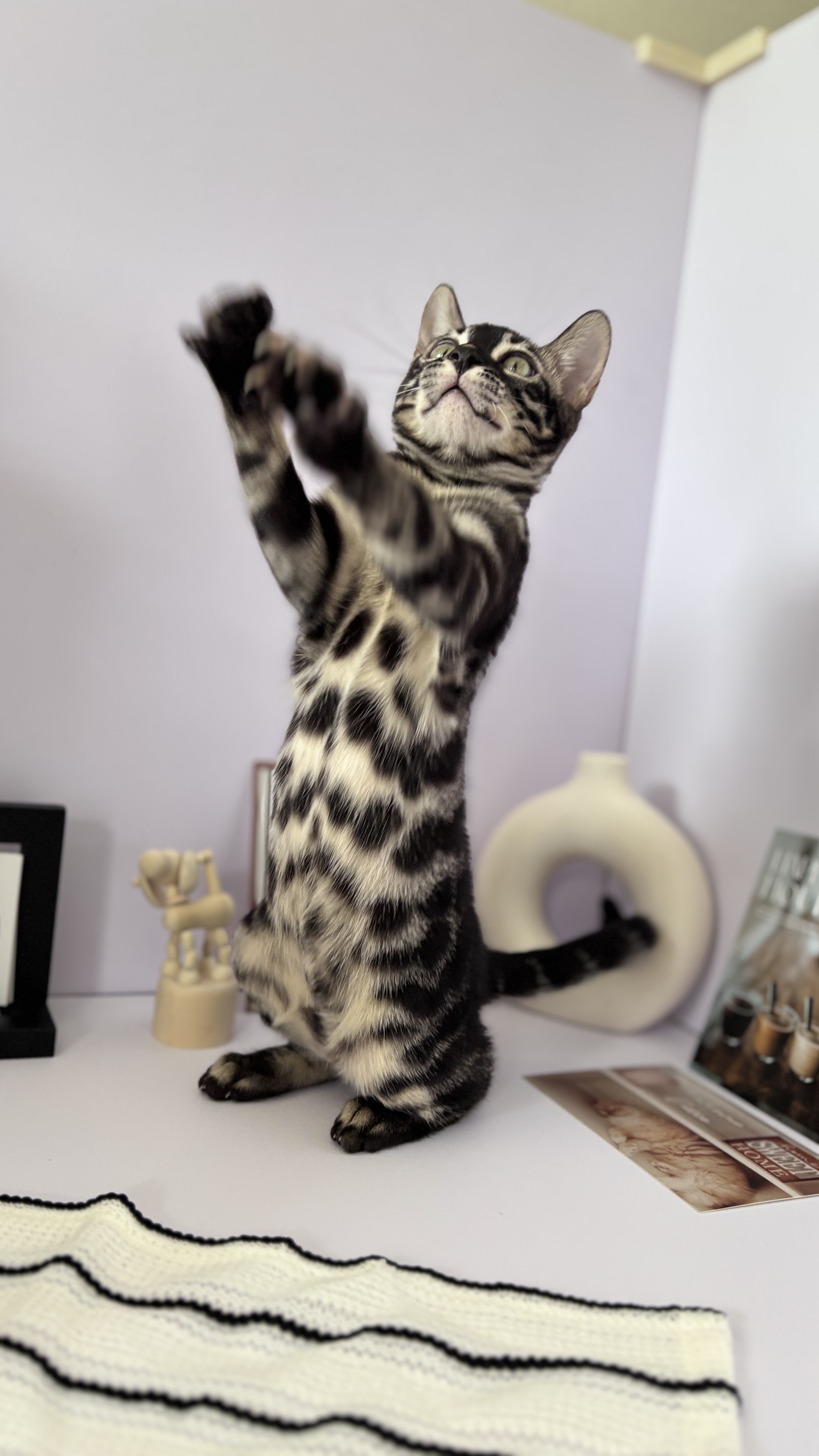Venice - Brown charcoal bengal, spotted