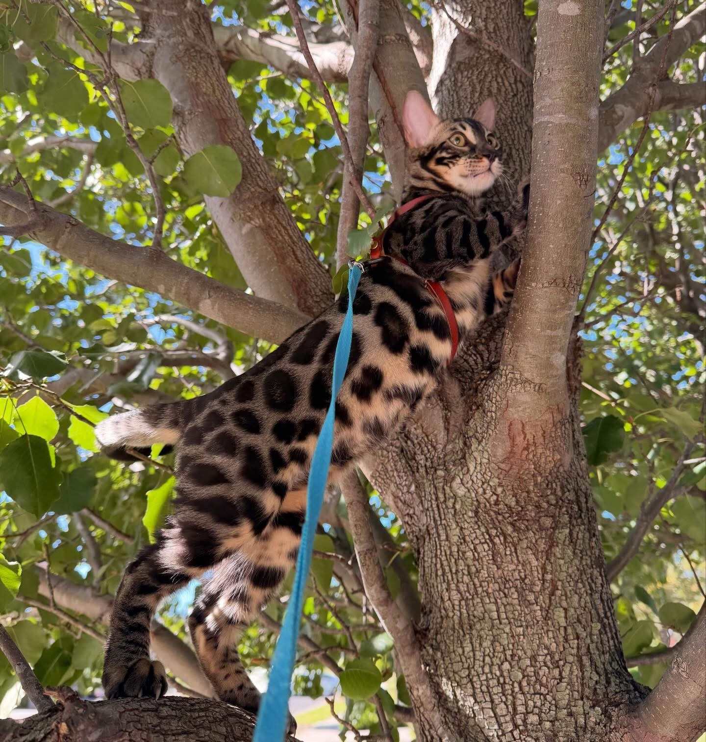 Zeus - Brown charcoal bengal, spotted
