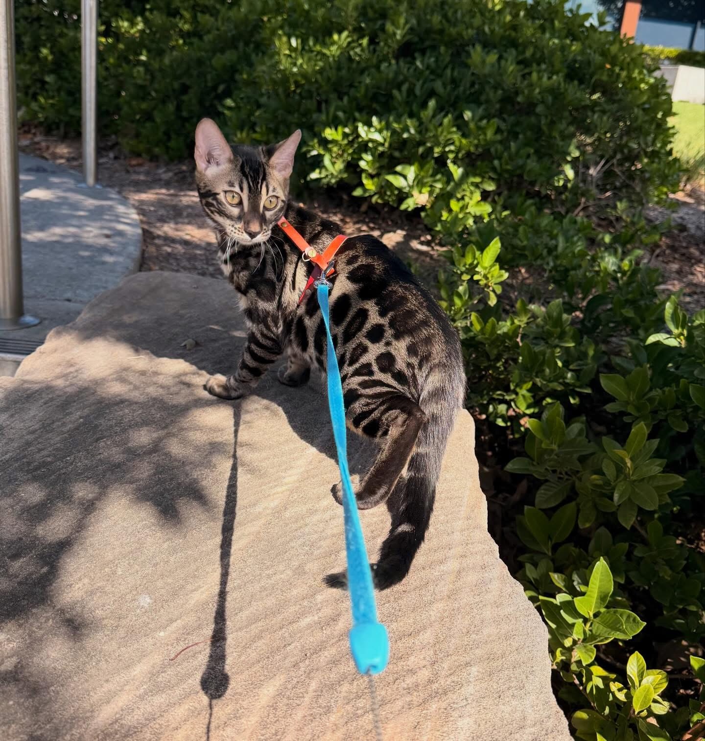 Zeus - Brown charcoal bengal, spotted